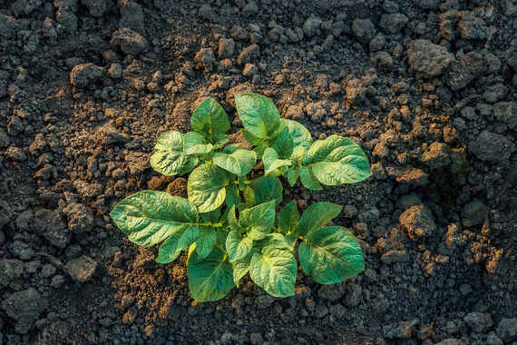 Чтобы получать здоровые клубни и регулировать качество семенного картофеля необходима интенсивная защита от болезней, вредителей и проведение десикации.