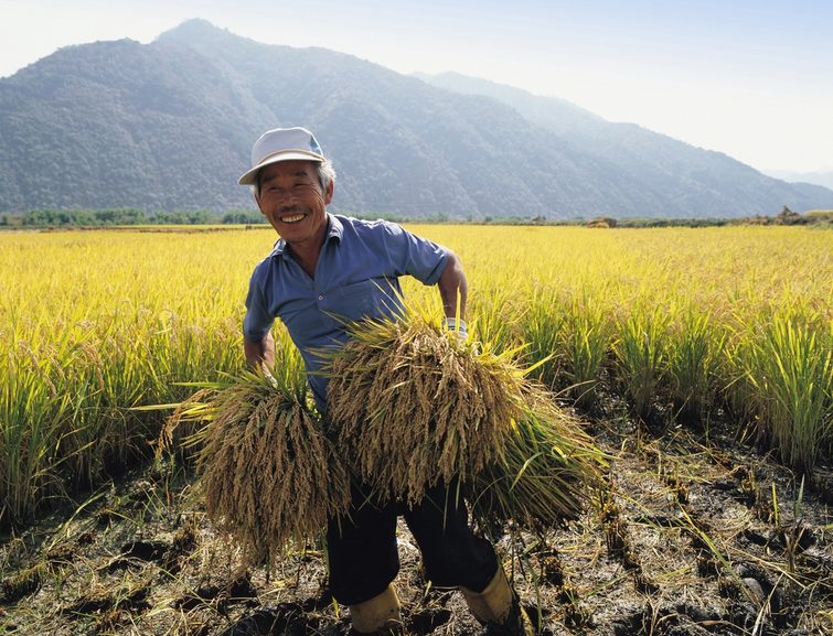 Фермер выращивающий рис