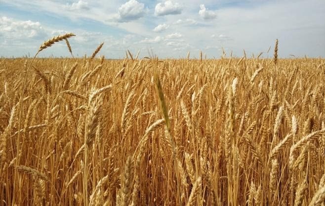 Фото озимая пшеница Восточно-Казахстанская область.