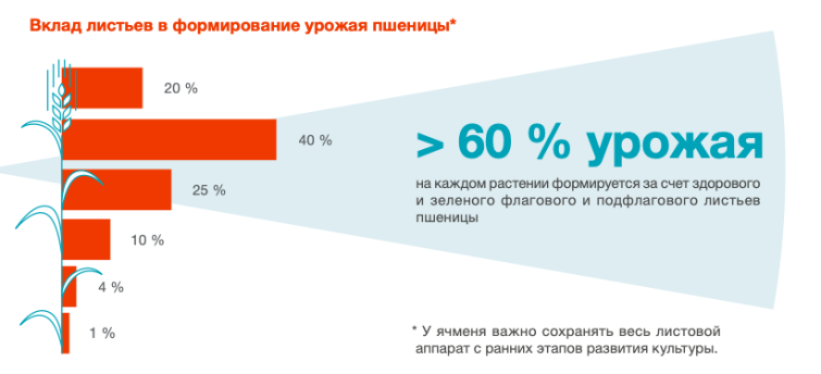 Элатус Эйс рекомендации по применению