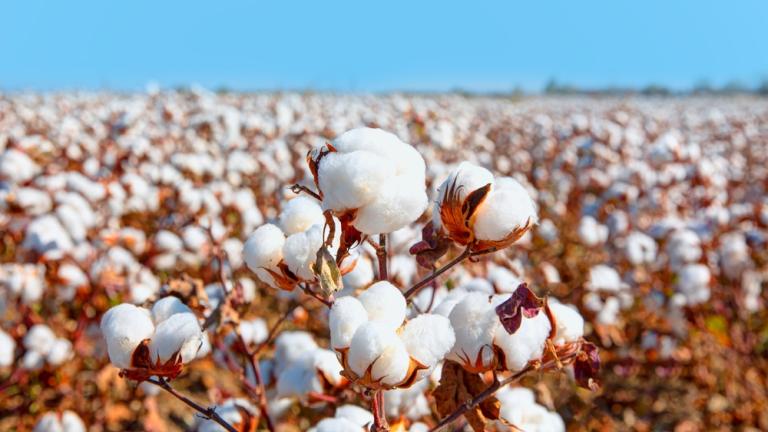 Хлопчатник