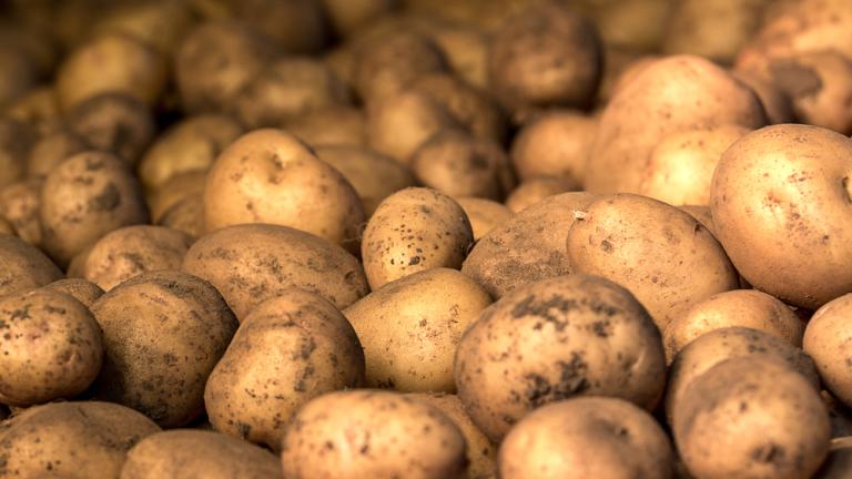 Сингента доводит защиту картофеля до совершенства