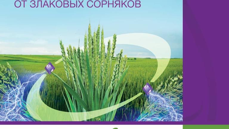 Аксиал - непревзойденный эталон в защите зерновых культур от злаковых сорняков.