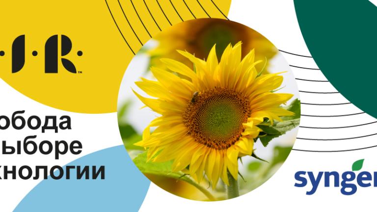 Күнбағыс суреті бар Syngenta логотипі, сол жақта орысша мәтін, сары-жасыл дизайн