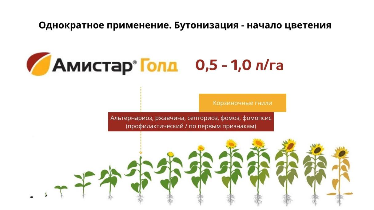Амистар Голд применение