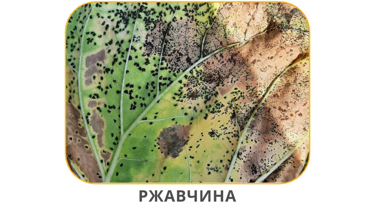 Ржавчина