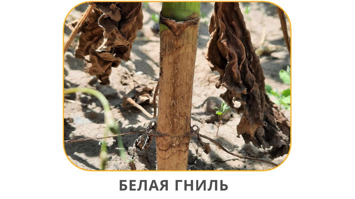 Белая Гниль