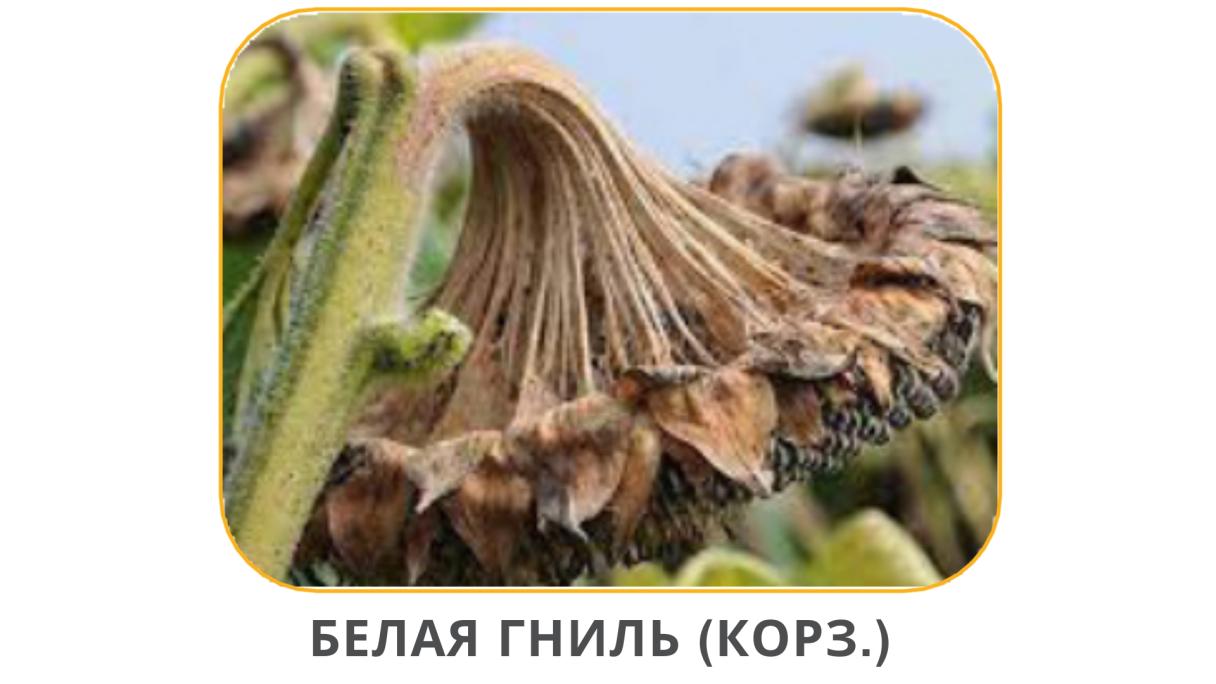 Белая гниль корзинки