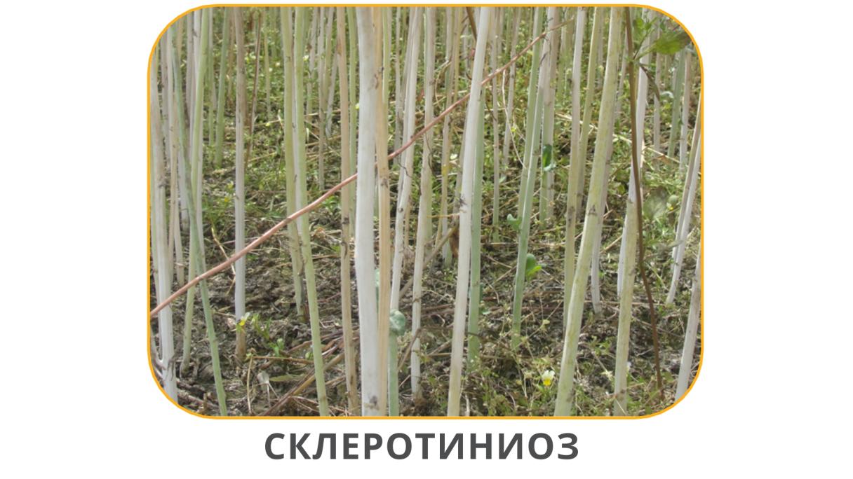 Склеротиниоз