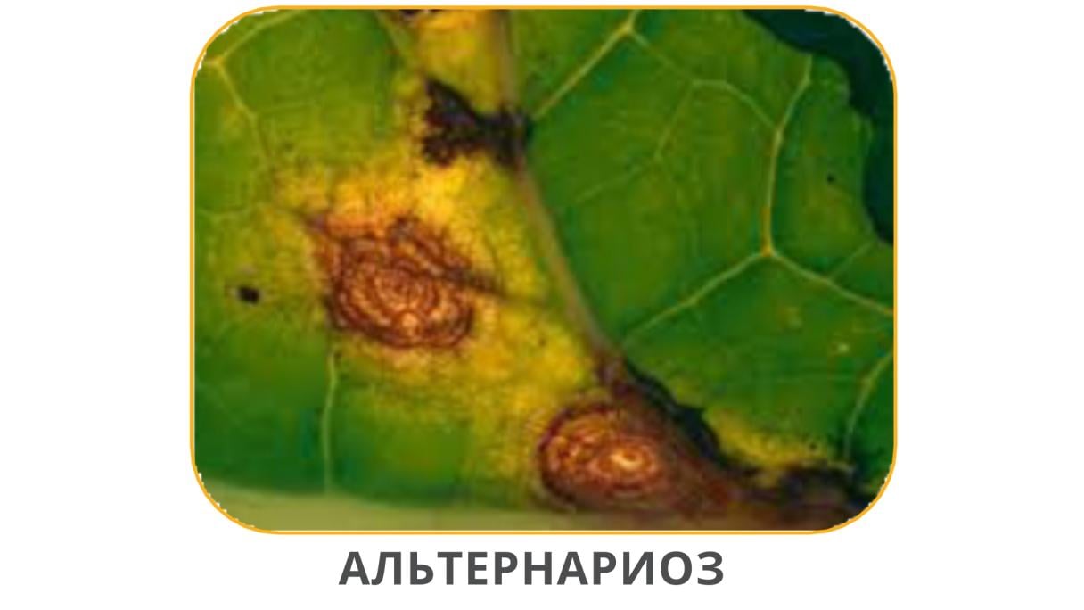 Альтернариоз
