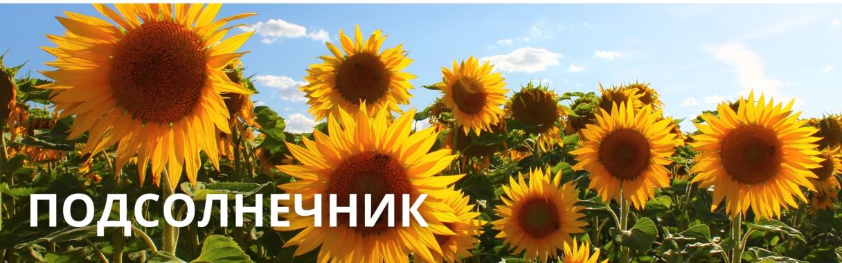 Подсолнечник