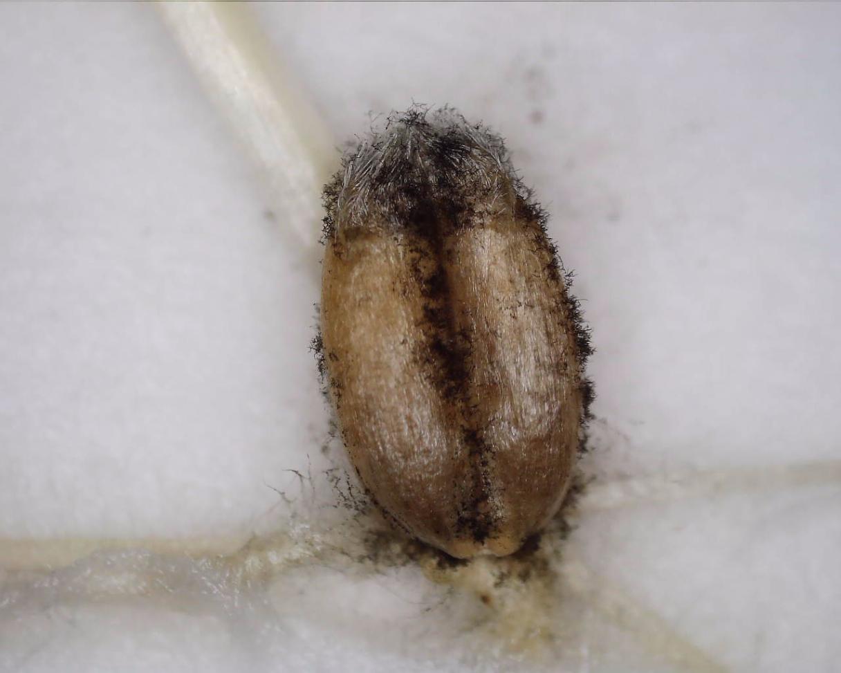Alternaria spp